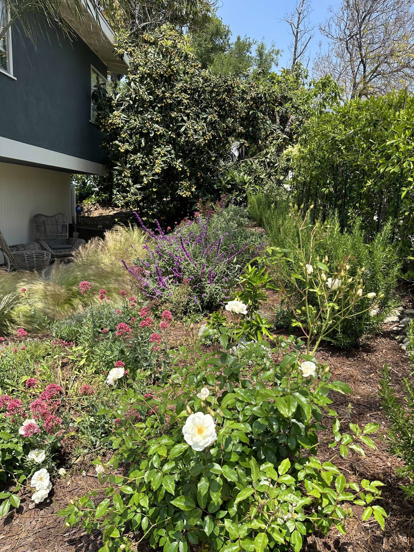 drought tolerant california native garden and landscaping